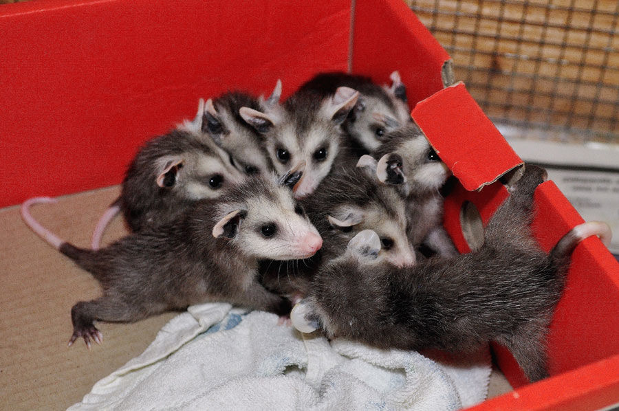 Shelter seeks help